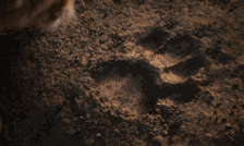 timg (15).gif