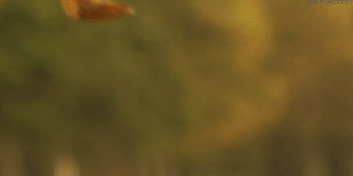 640.gif