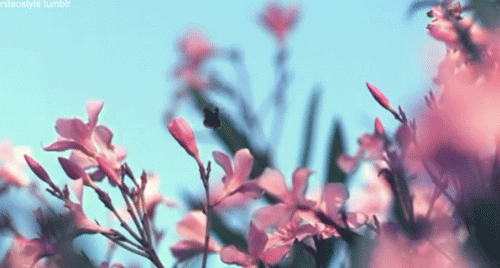 640 (6).gif