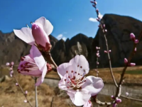 到乡下去【专题】