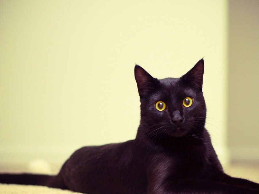 猫：一个双鱼的灵魂站在水瓶和狮子的中点